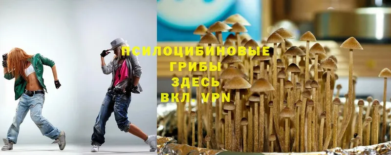 где продают   Нюрба  Галлюциногенные грибы Magic Shrooms 